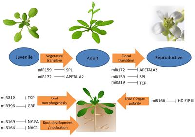 MicroRNA and Transcription Factor: Key Players in Plant Regulatory Network
